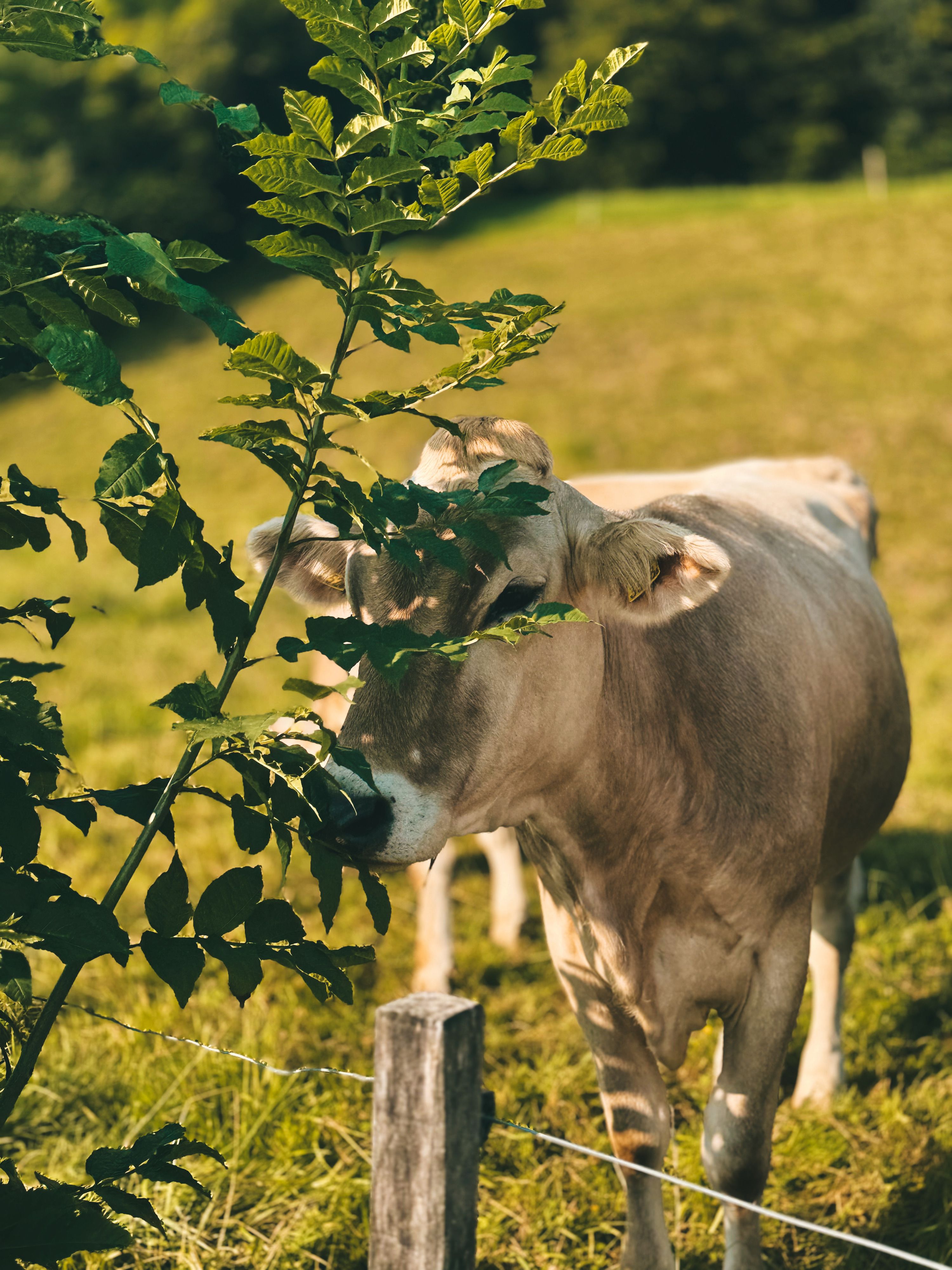Brown Cow Lying on Green Grass Field · Free Stock Photo
