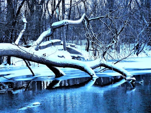 Bare Trees Near Body of Water