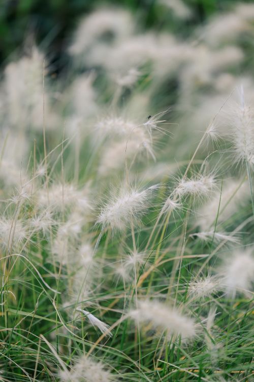 Free Gentle close-up of white foxtail grass in a natural setting, showcasing the delicate textures and soft focus. Stock Photo