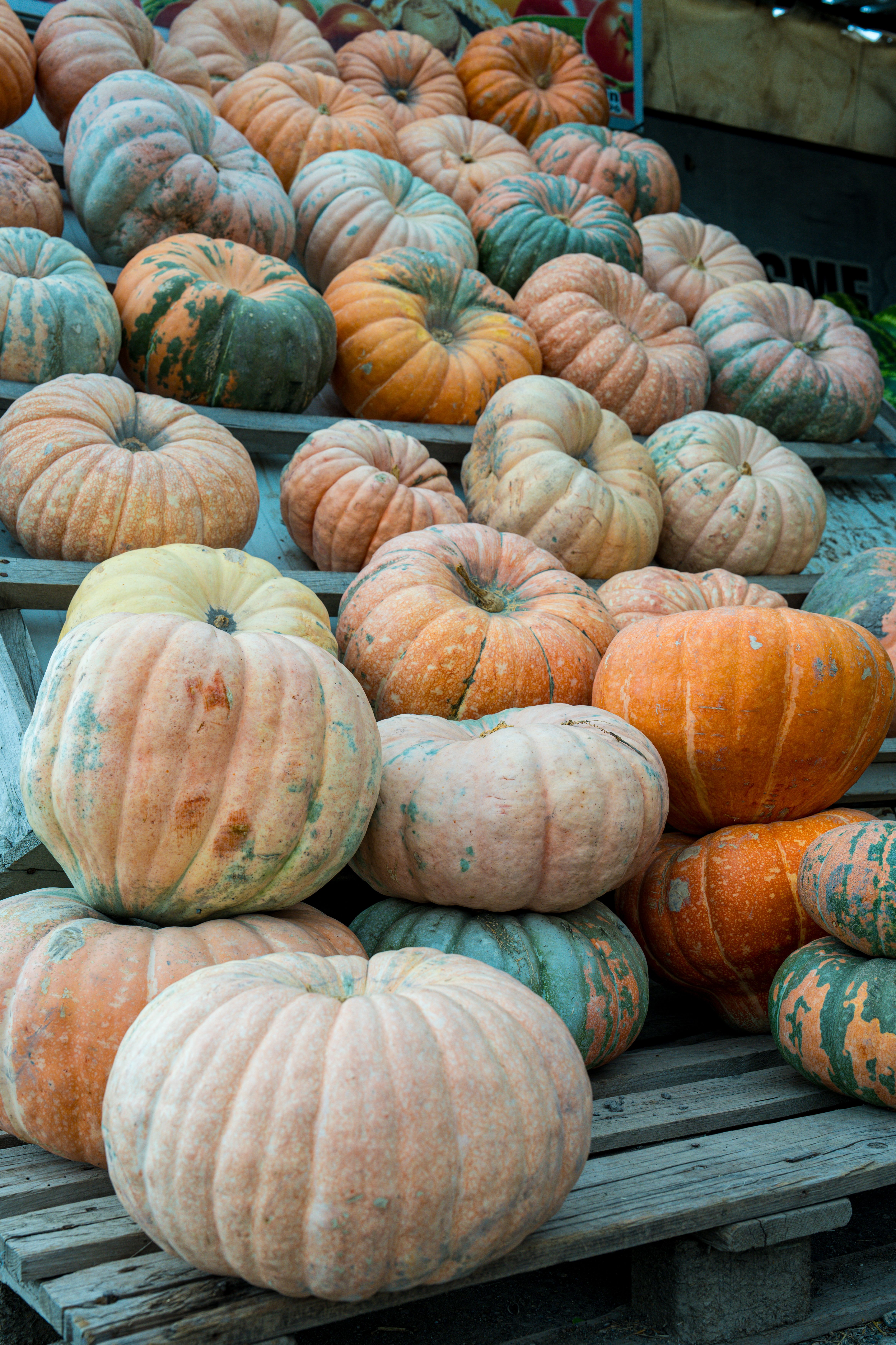 Fotomural Una exhibición vibrante de calabazas multicolores apiladas artísticamente en estanterías de madera en un mercado.