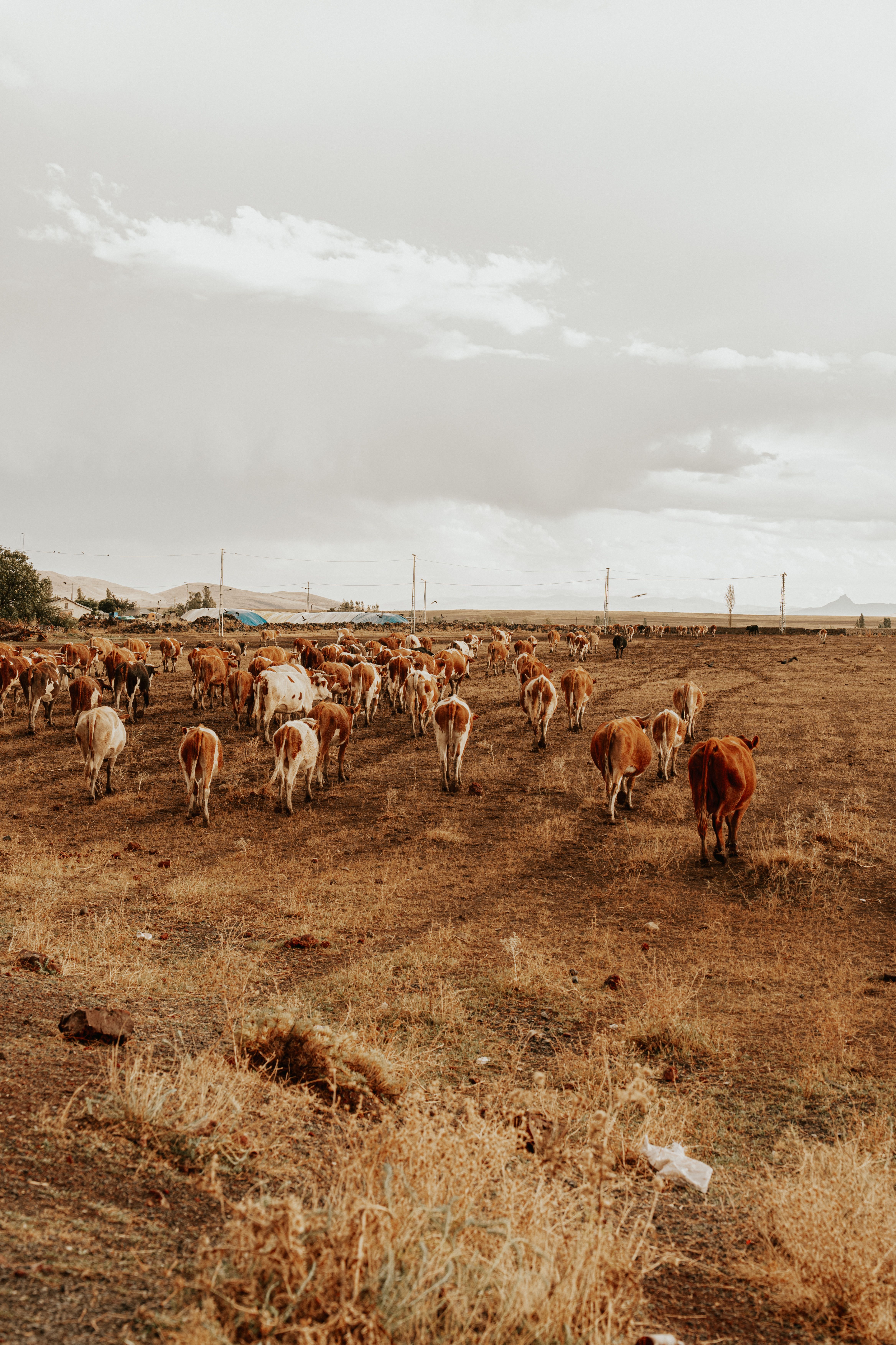 Herd of Cattle Grazing in Open Pasture · Free Stock Photo