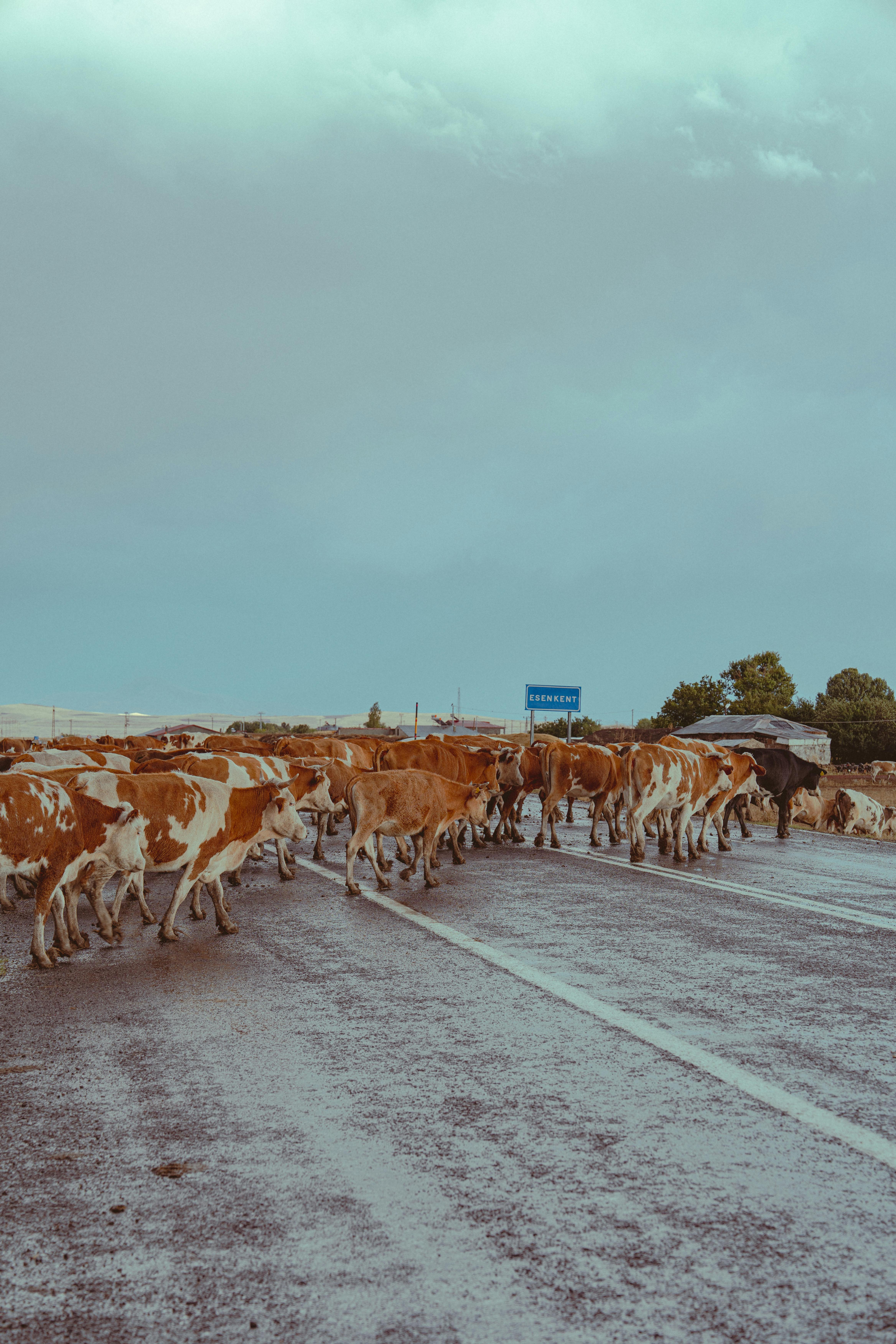 Herd of Cows Crossing a Road Under Cloudy Sky · Free Stock Photo