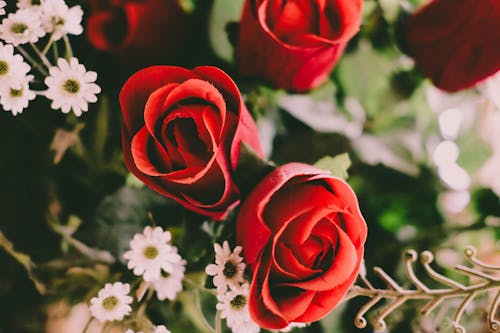 Red and White Flowers