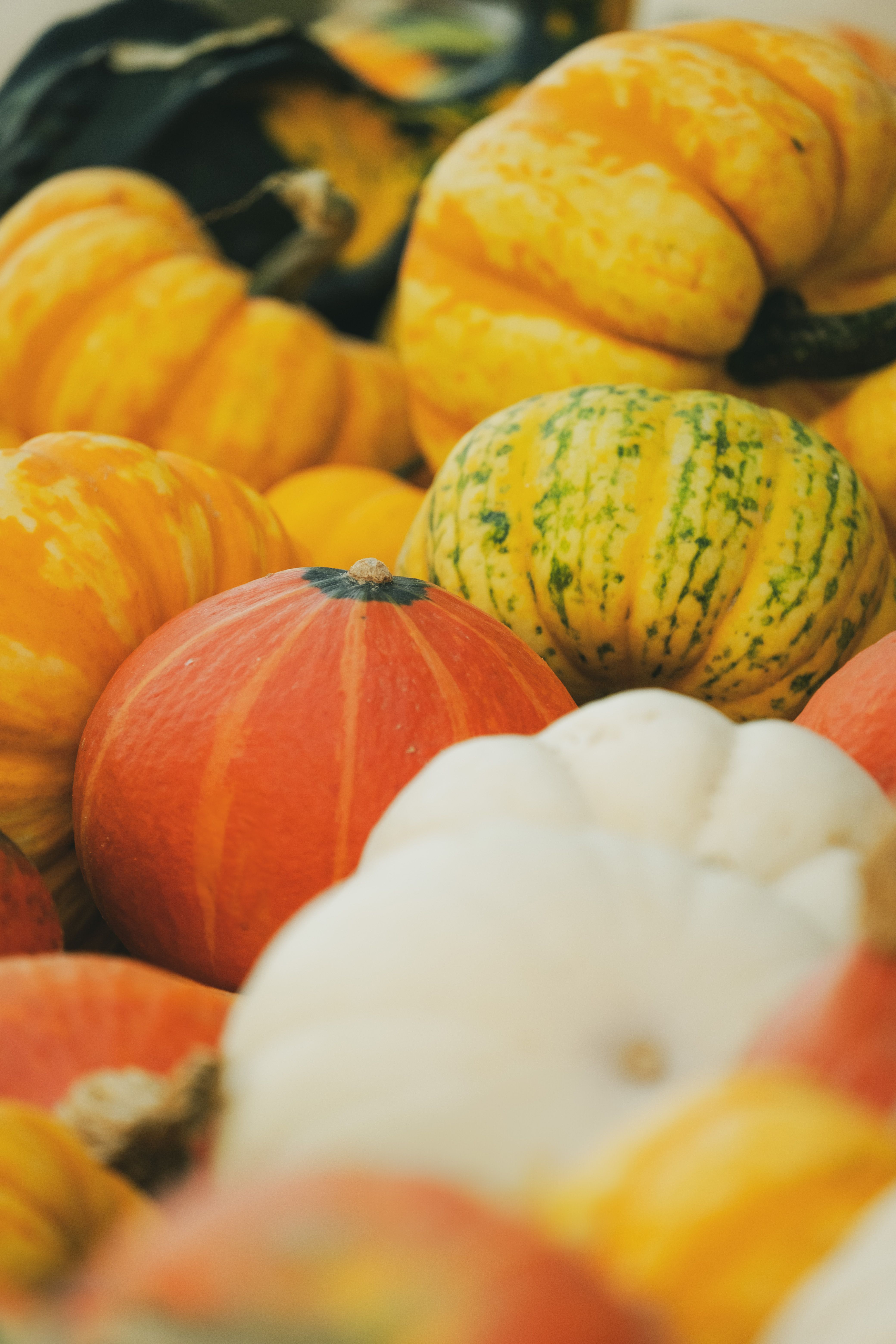 Colorful Autumn Harvest of Diverse Pumpkins · Free Stock Photo