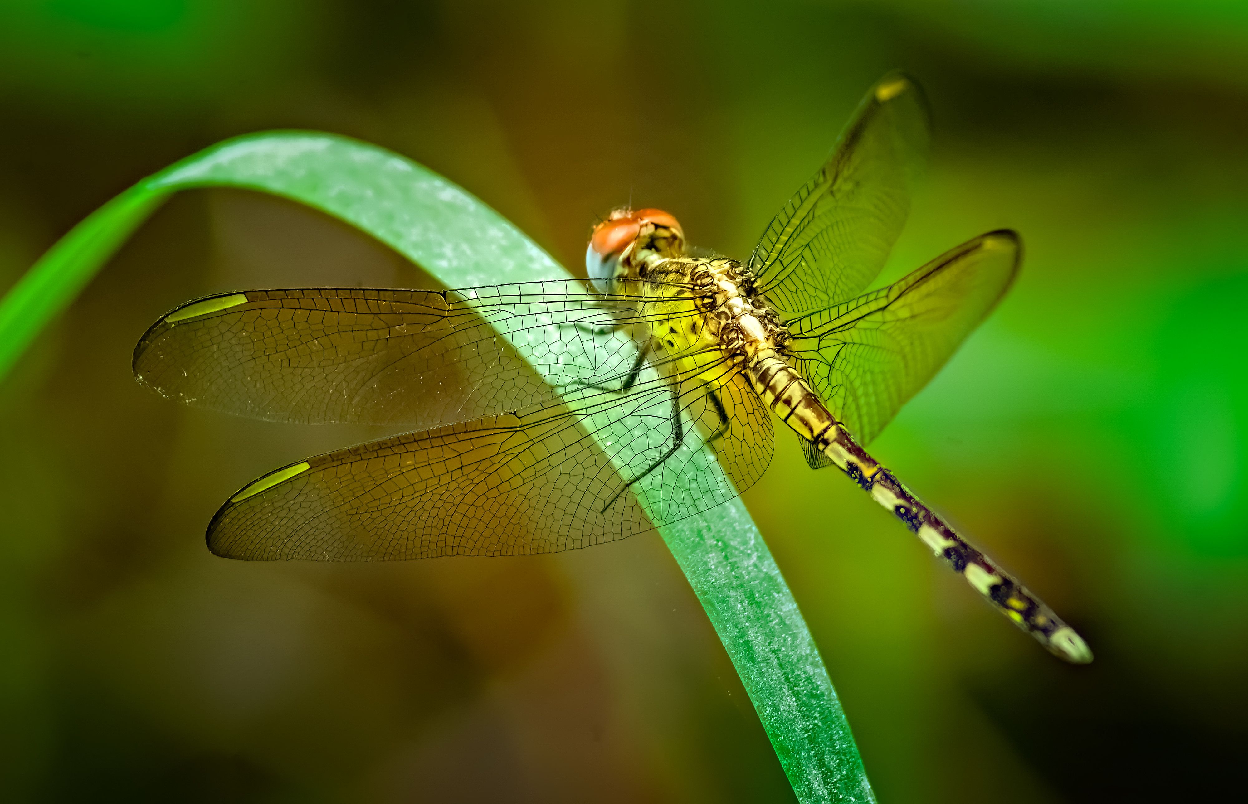 Close-up of a Dragonfly on a Leaf · Free Stock Photo