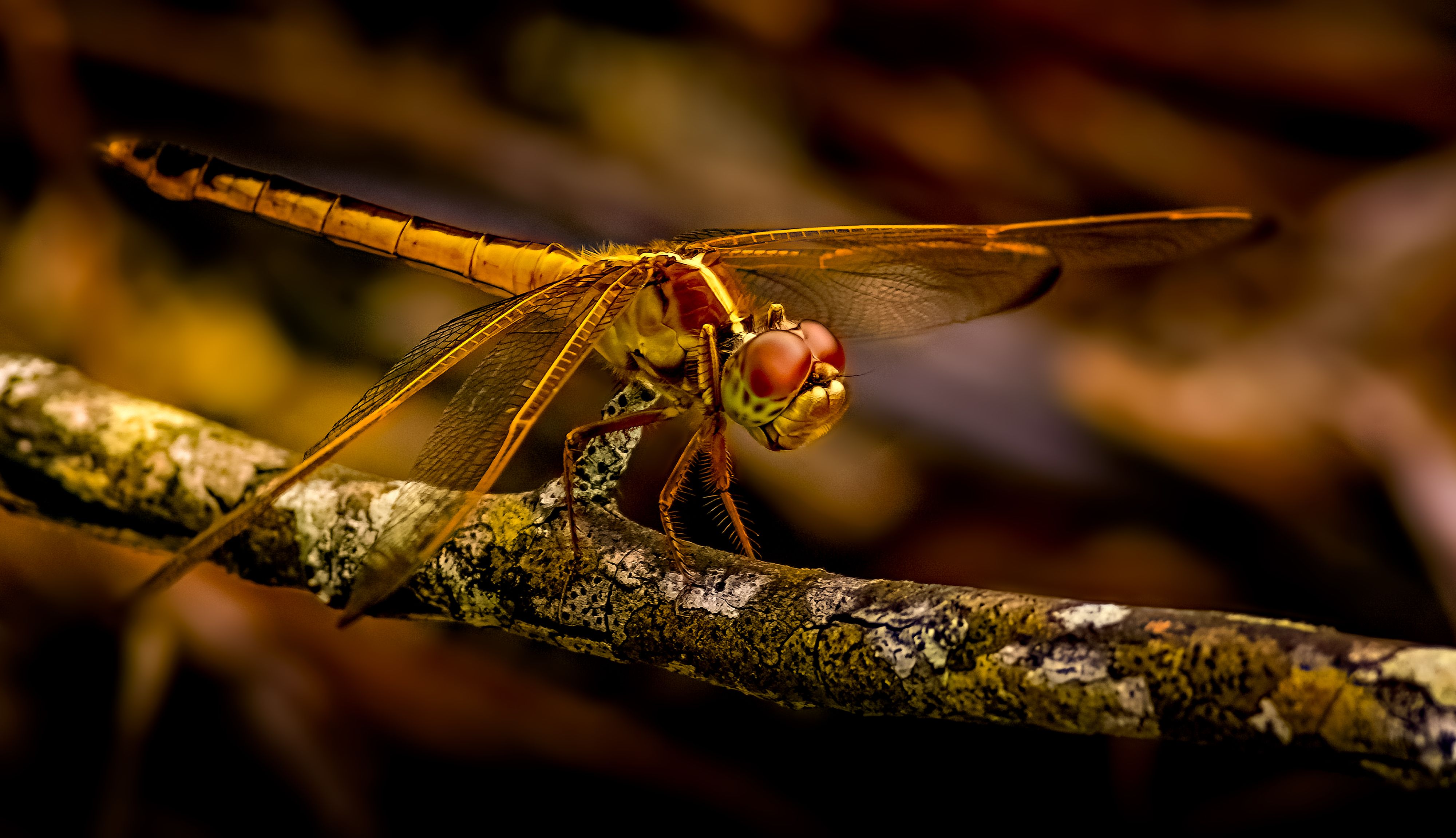 Close-up of a vibrant dragonfly on a branch · Free Stock Photo