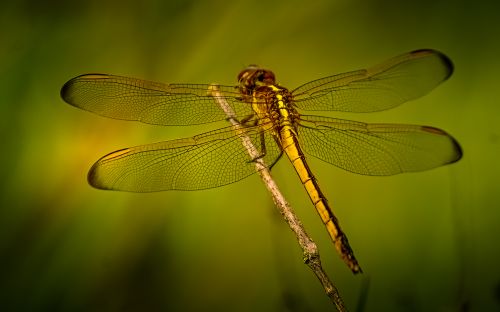 Close-up of a Vibrant Yellow Dragonfly Perched · Free Stock Photo