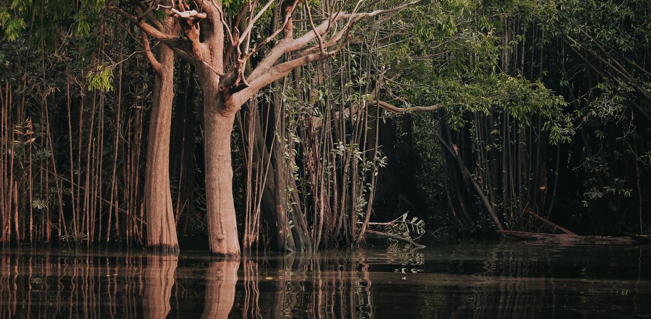 Amazonas