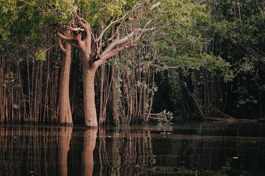 Manaus Rainforest Lodge, Brazil photo 9