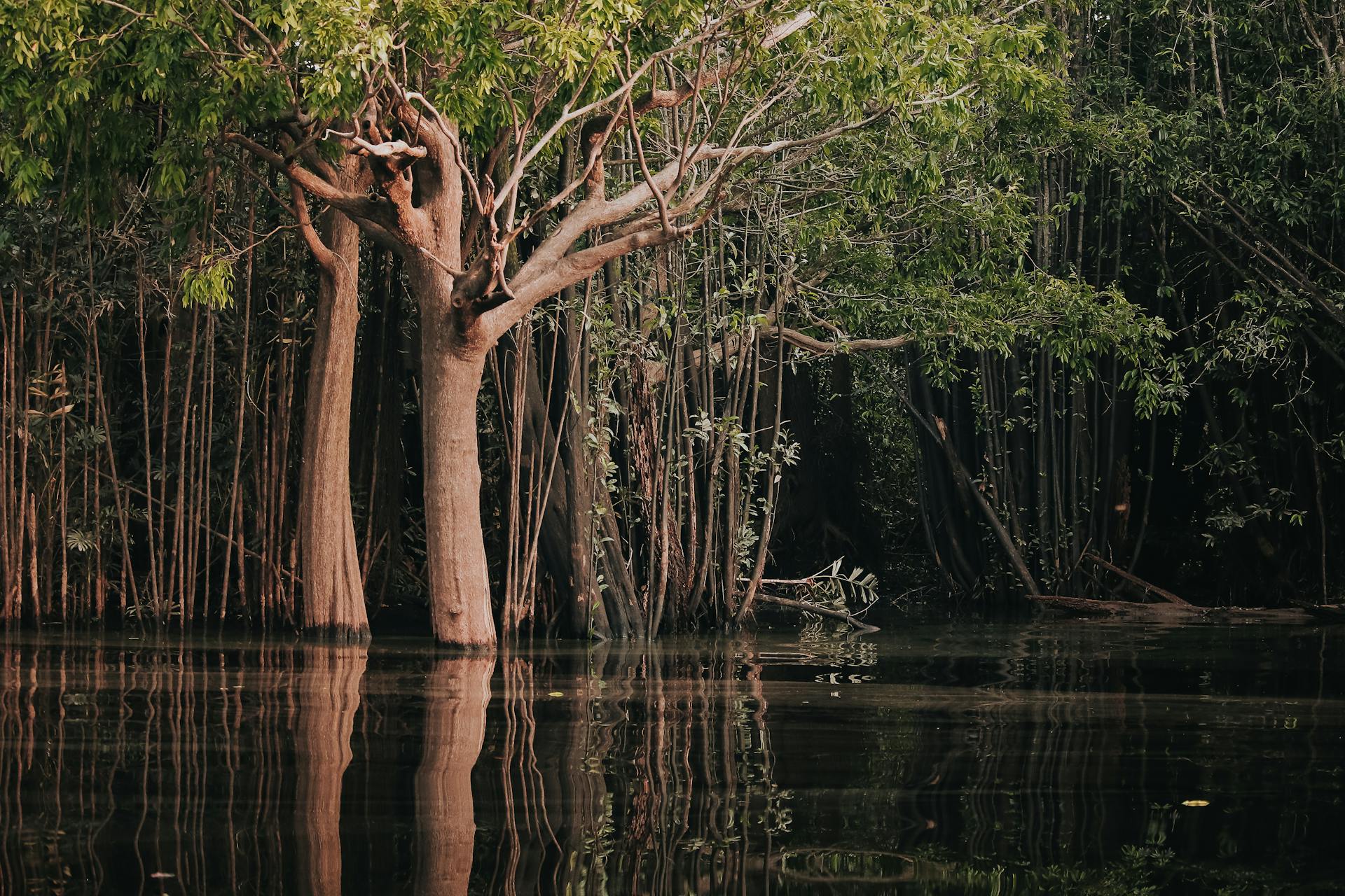 Serene Amazon Rainforest with Lush Greenery Reflected in River