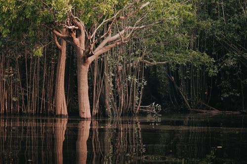 Free Lush Amazon rainforest trees reflected in the calm water, capturing the serene beauty of Manaus, Brazil. Stock Photo