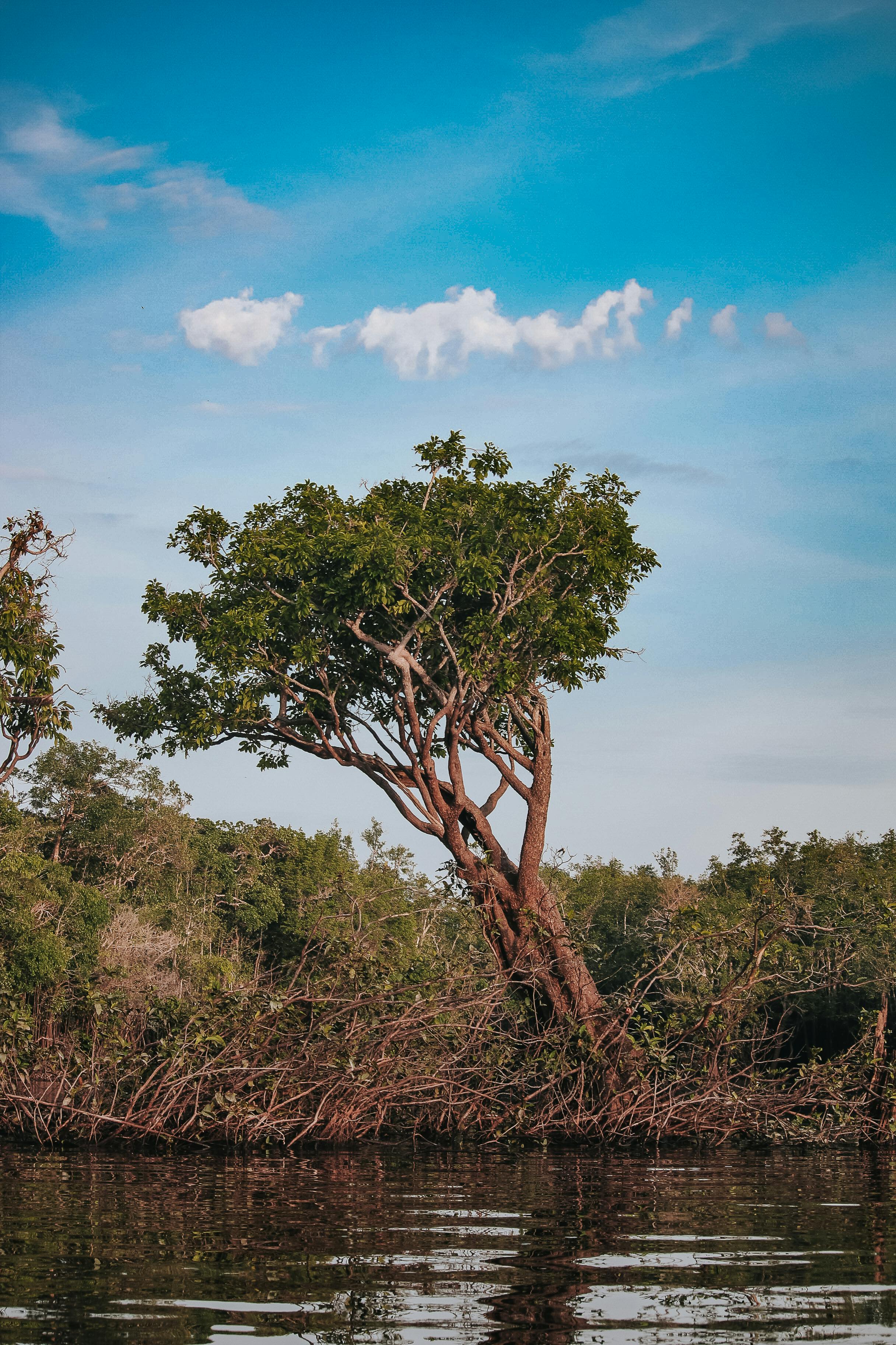 Hutan Amazon, aktivitas wisata