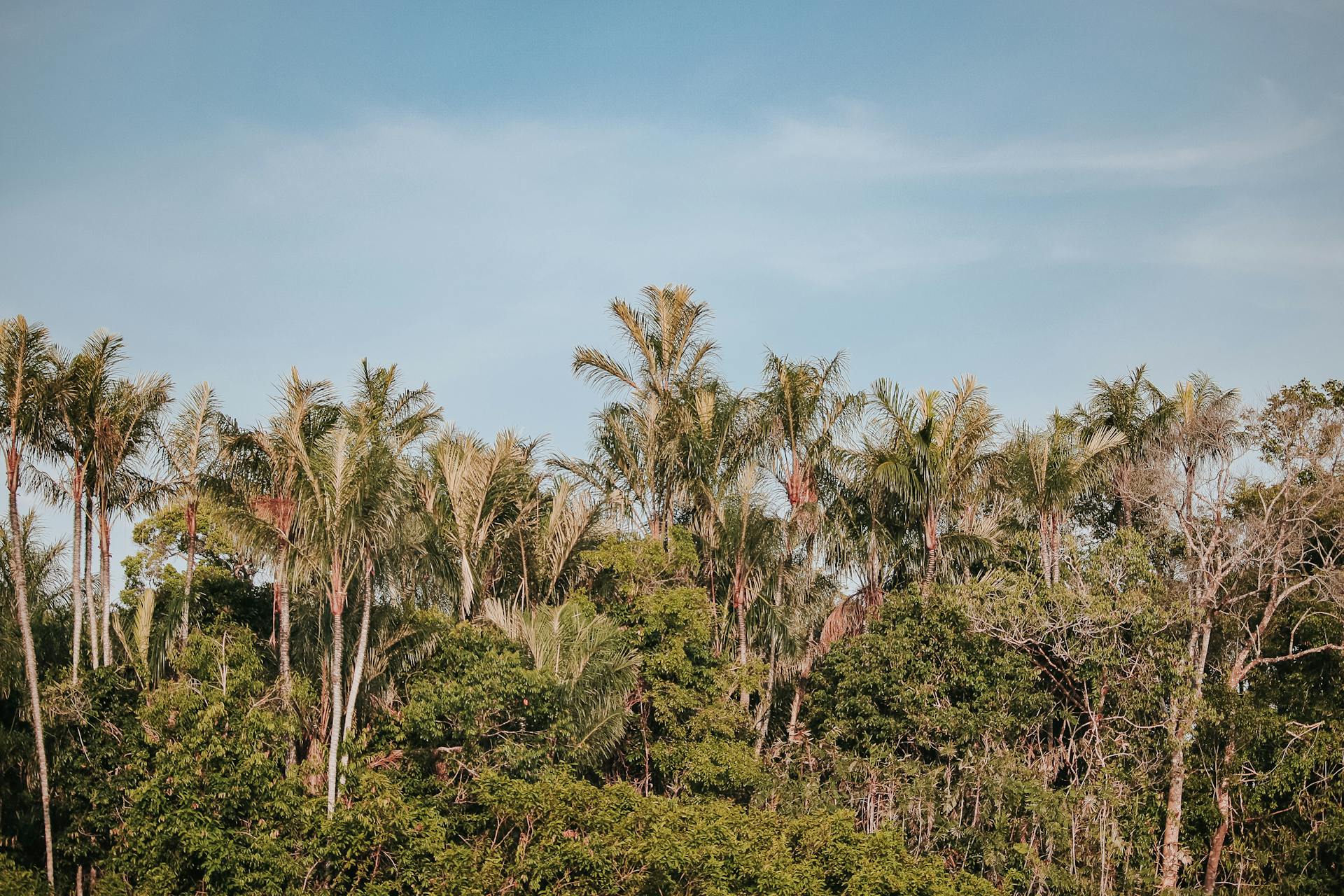 Lush Palm Tree Canopy in the Amazon Rainforest