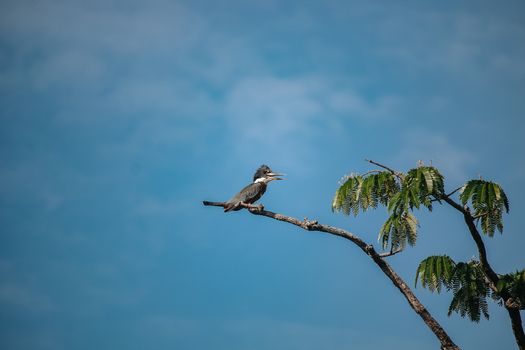 Manaus Amazon, Brazil photo 14