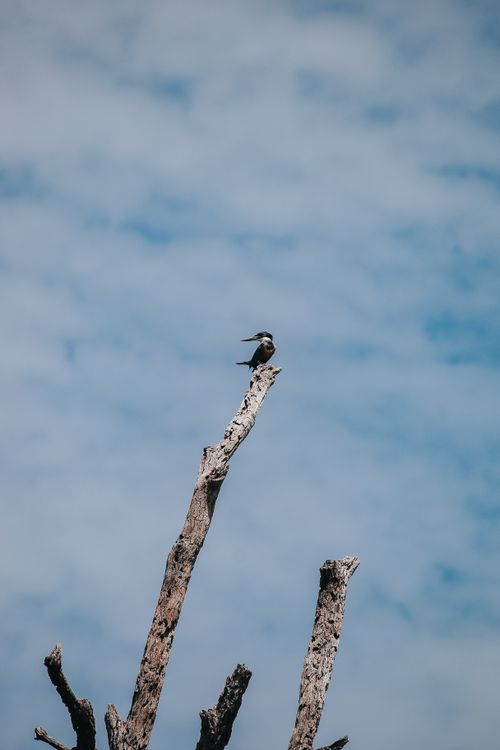 Free A lone bird resting atop a tall, dry tree branch against a cloudy sky. Stock Photo