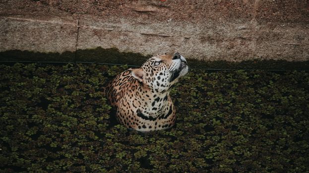 Cockscomb jaguar preserve — Belize
