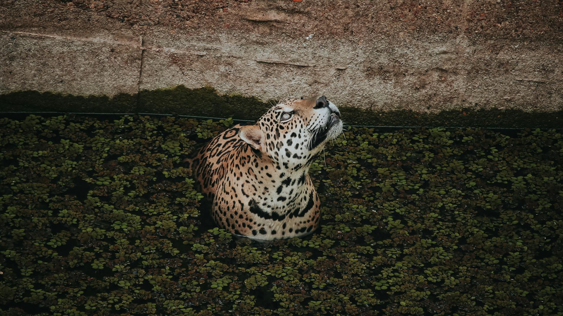 Jaguar Swimming in Amazonian Habitat