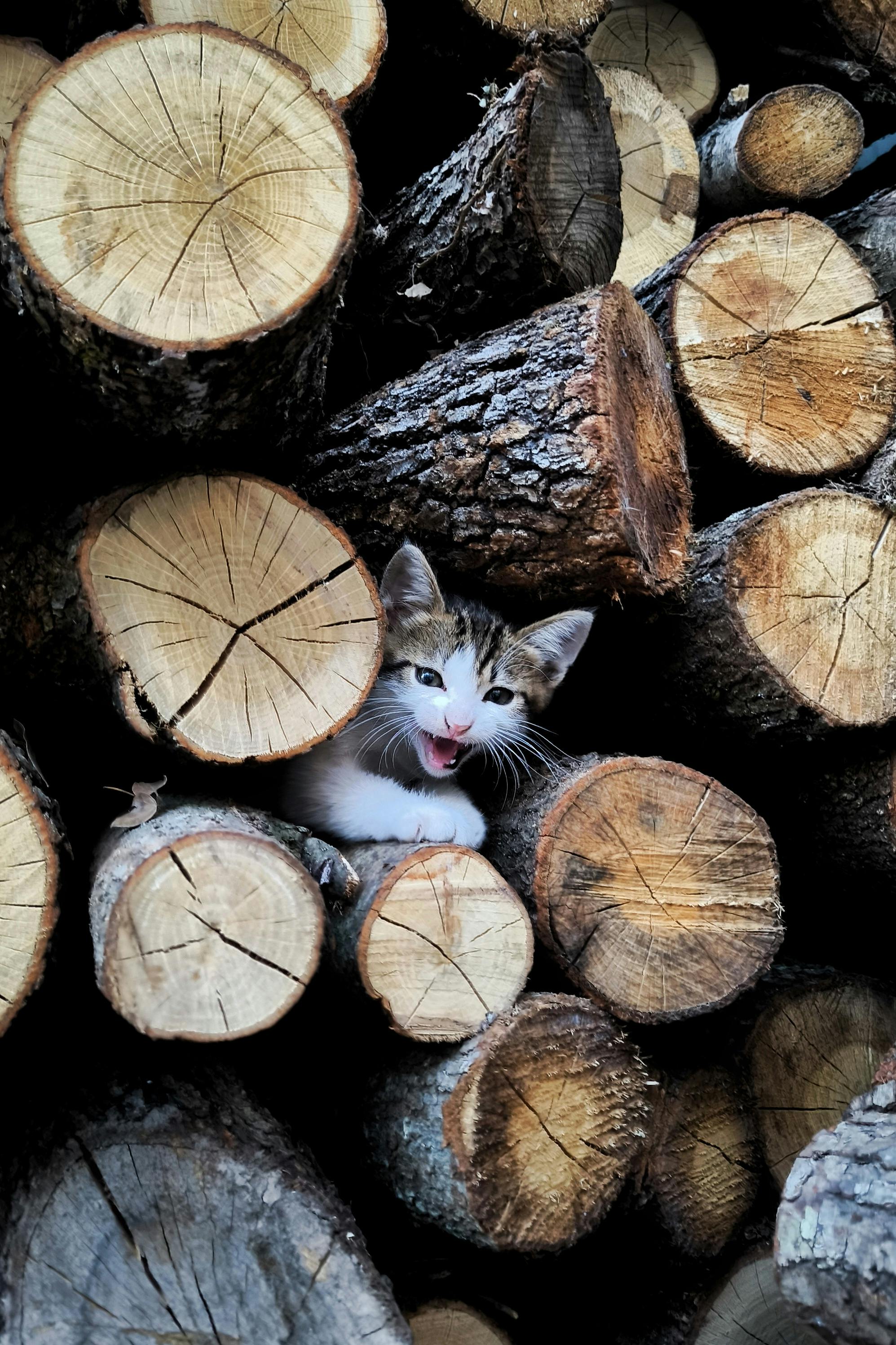 Freaky Cat Photos, Download The BEST Free Freaky Cat Stock Photos & HD