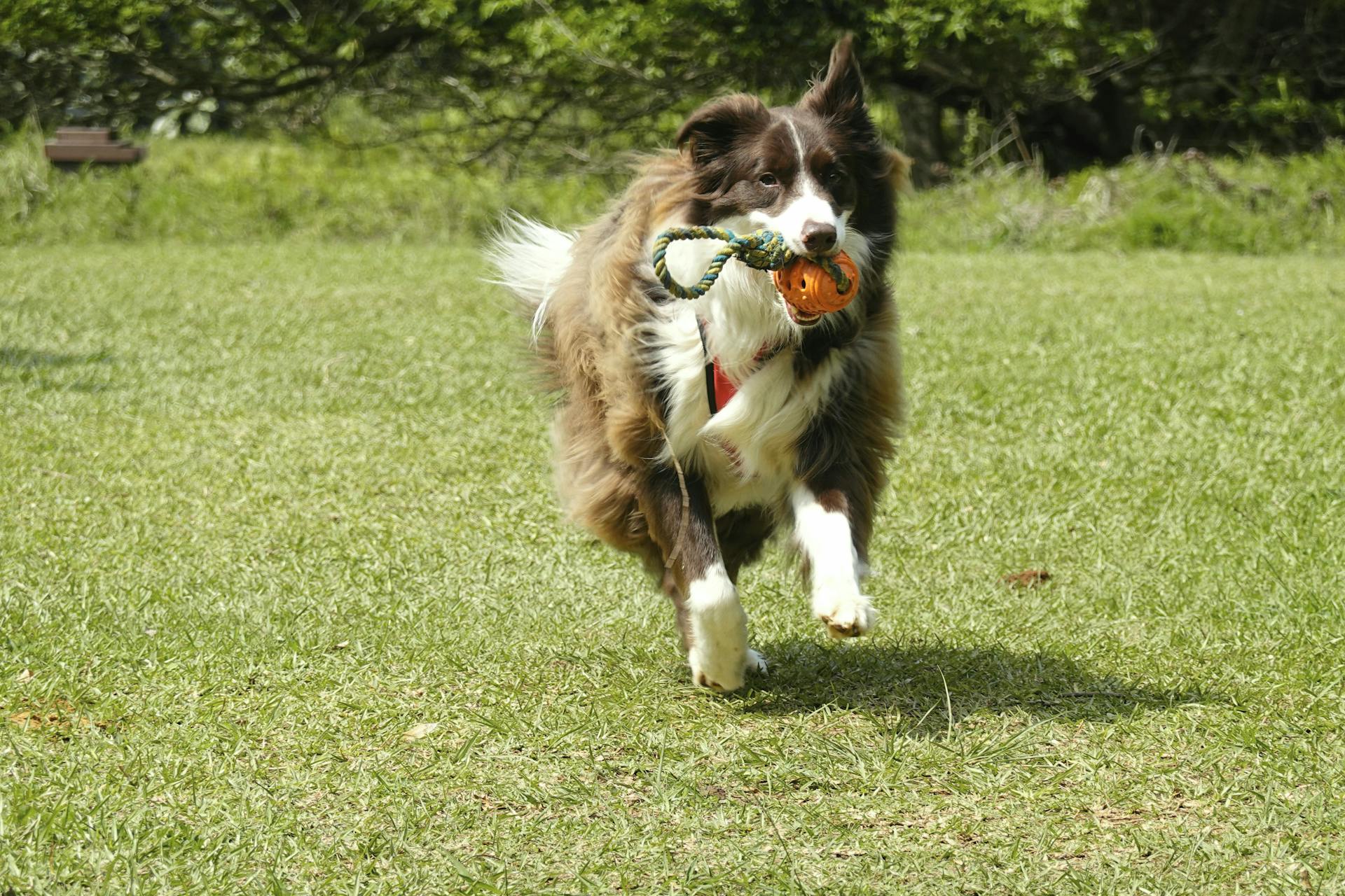 Free stock photo of animals, border collies, dogs