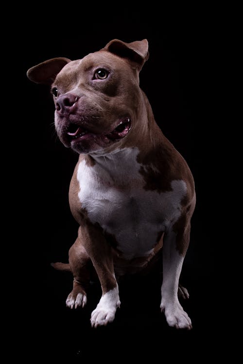 Kostenlos Kostenloses Stock Foto zu brauner hund, doggo, haustier Stock-Foto