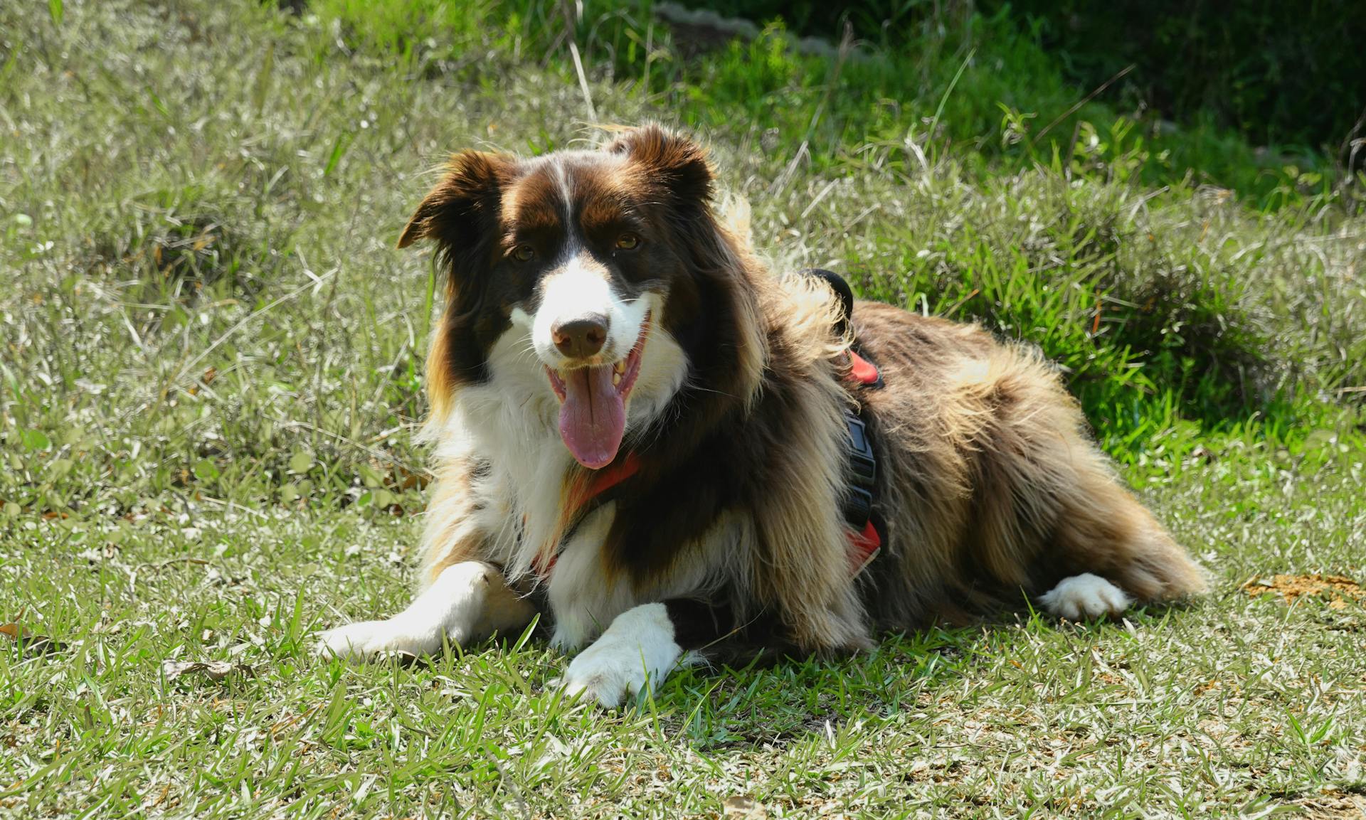 Free stock photo of animals, border collies, dogs