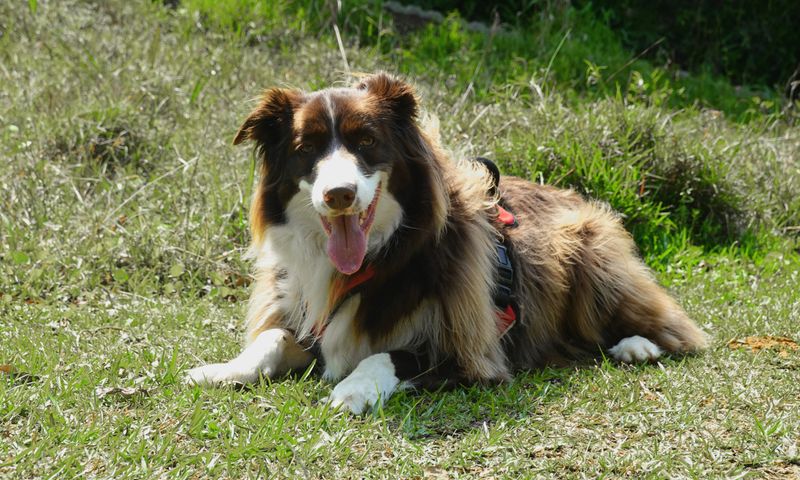 Hazel - photo 1