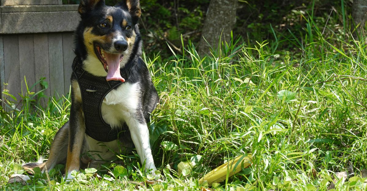 Free stock photo of animals, border collies, dogs Common Dog Illnesses. Free stock photo of animals, border collies, dogs