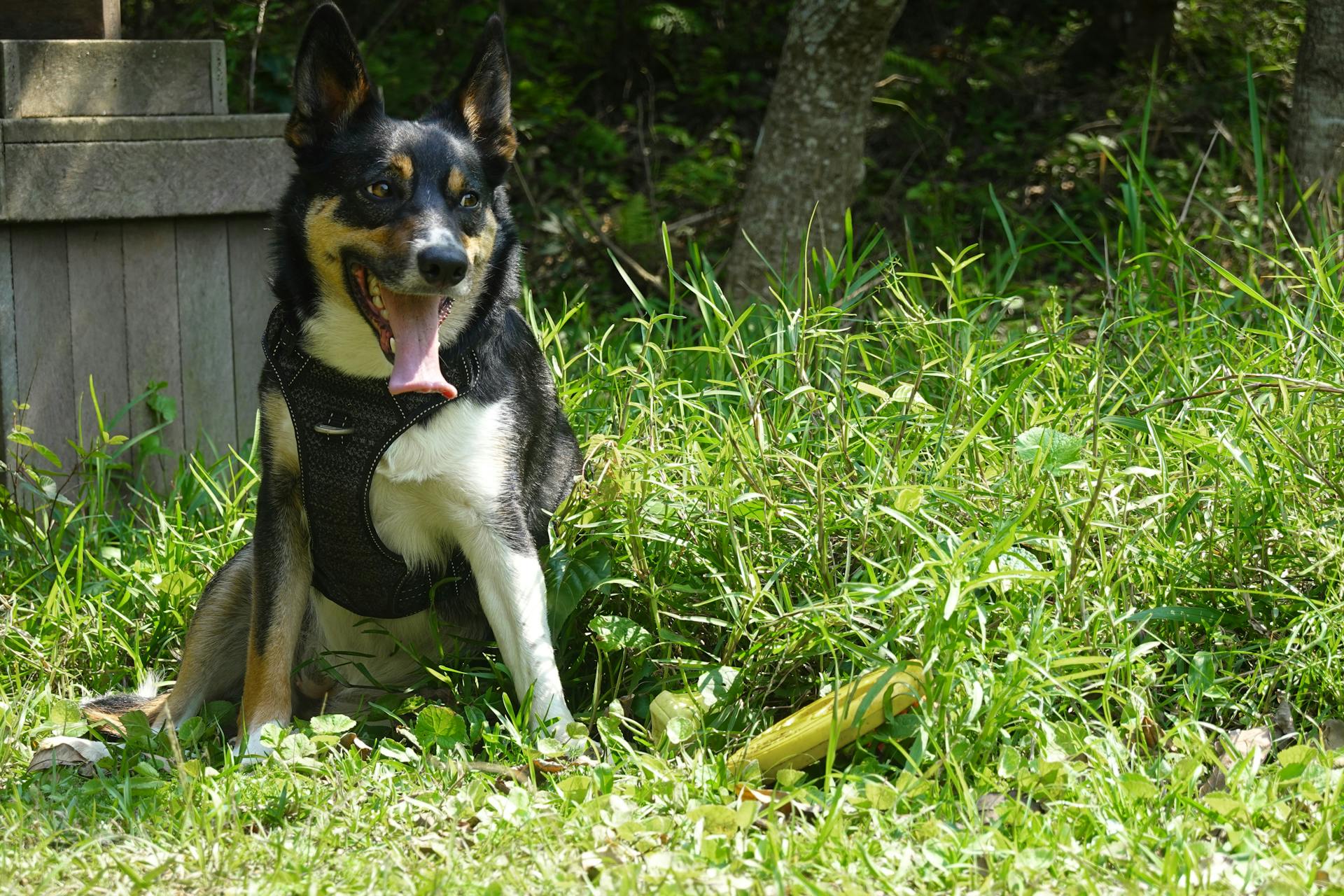 Free stock photo of animals, border collies, dogs