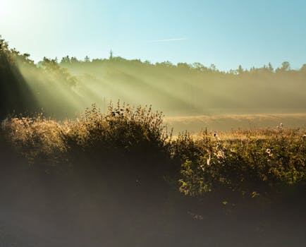 Sun rays pierce through mist over a serene field, creating a tranquil nature scene.