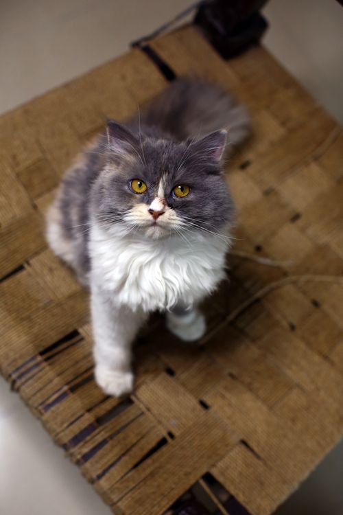 Free Adorable fluffy cat with gray and white fur sitting on a woven mat indoors. Stock Photo