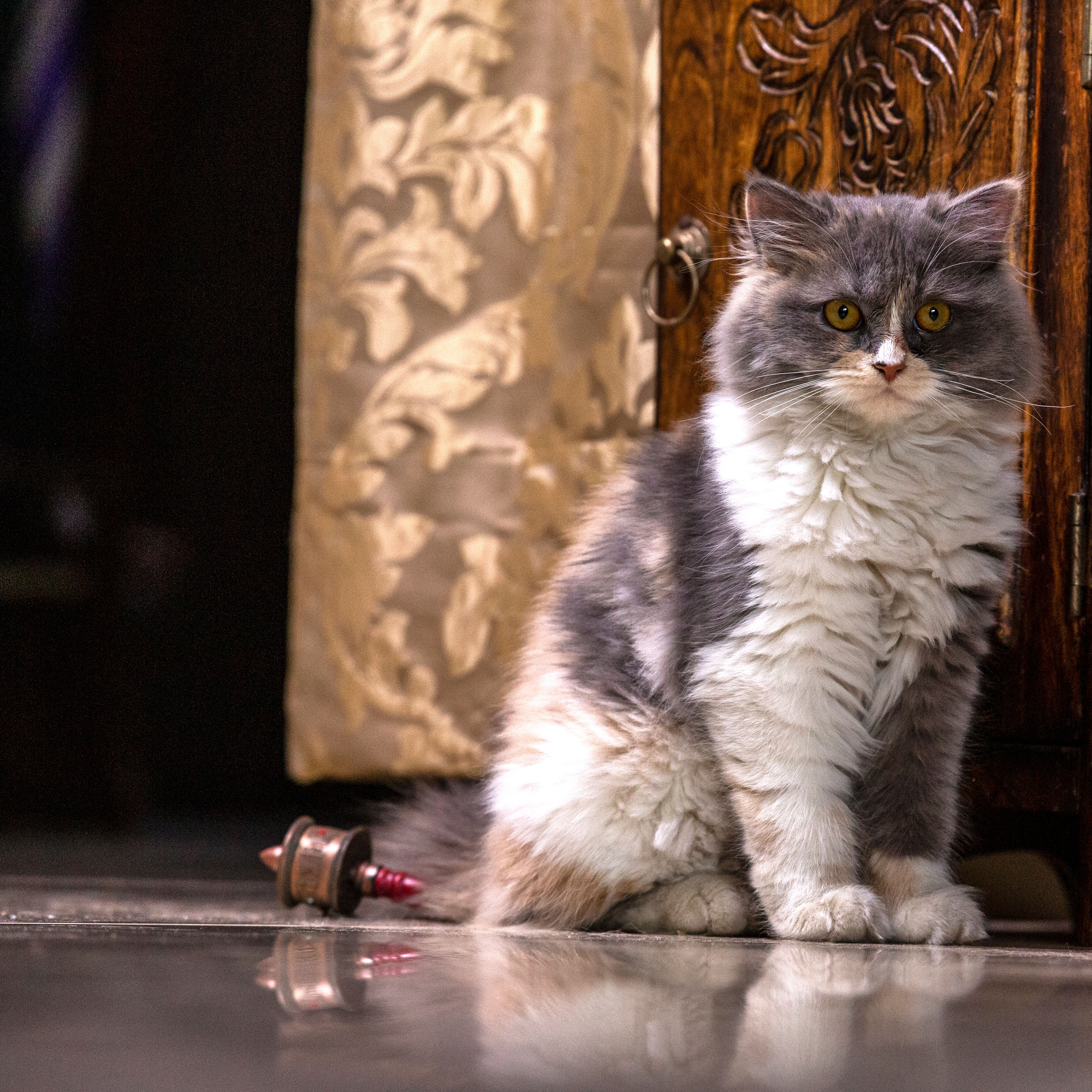 Keeping cats in Islam: the sunnah of compassion