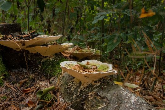 Close-up of wild mushrooms growing on a log in a forest, surrounded by fallen leaves and greenery.