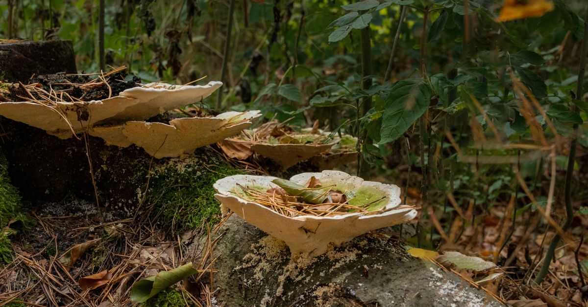 Mushrooms growing on a forest floor