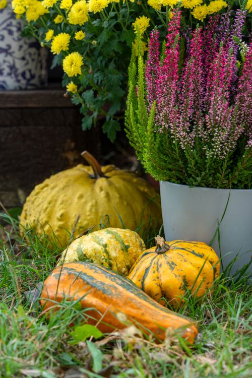Free Colorful autumn harvest scene with pumpkins and blooming flowers, perfect for seasonal decor. Stock Photo