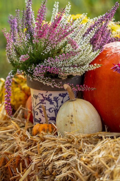 Free Colorful autumn harvest display with pumpkins and heather flowers on straw bale. Stock Photo