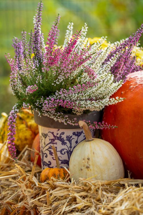 Free A vibrant autumn harvest arrangement featuring pumpkins and heather flowers on a bed of hay. Stock Photo