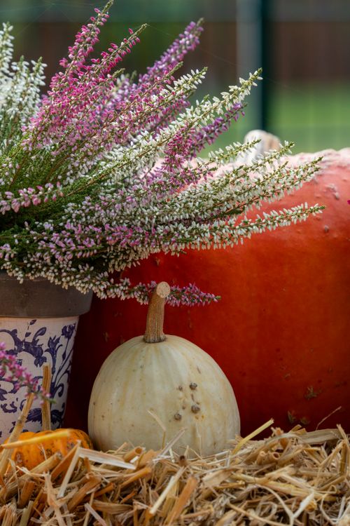 Free Colorful autumn display featuring pumpkins and heather flowers. Stock Photo