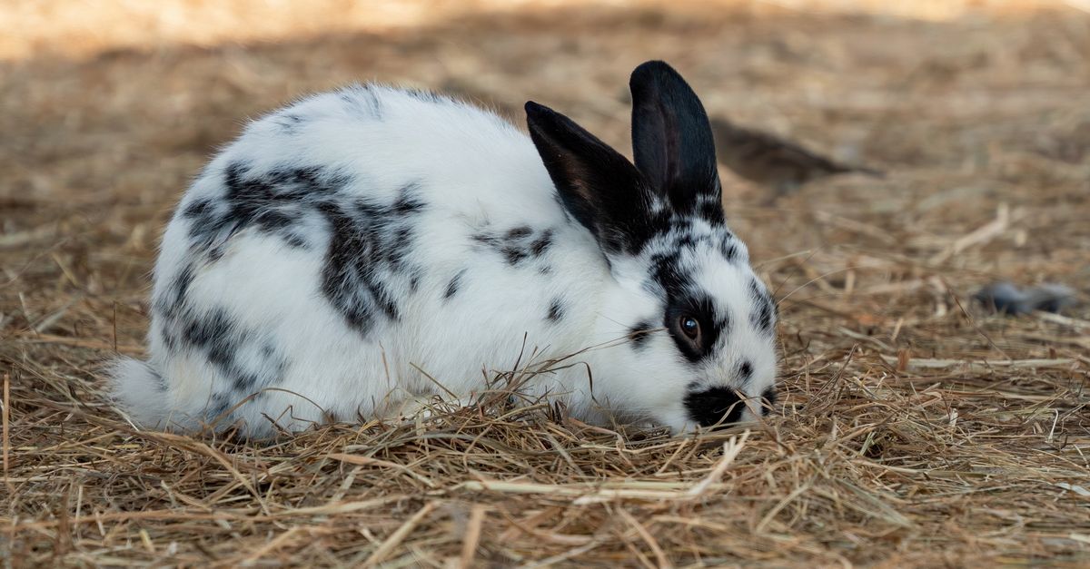 Adorable Spotted Rabbit in Straw Outdoors · Free Stock Photo
