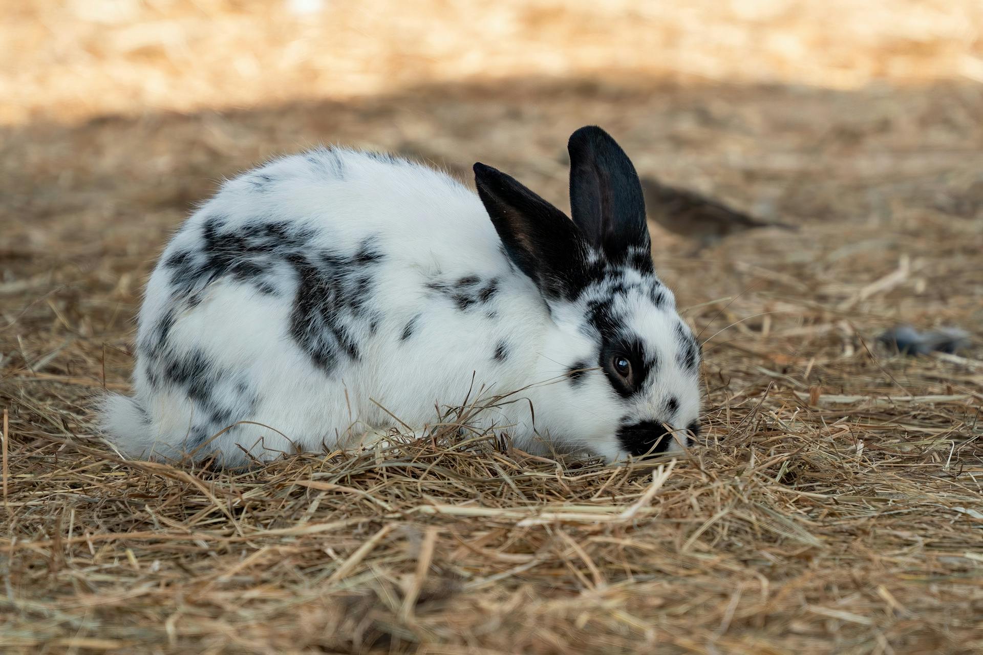 Adorable Spotted Rabbit in Straw Outdoors