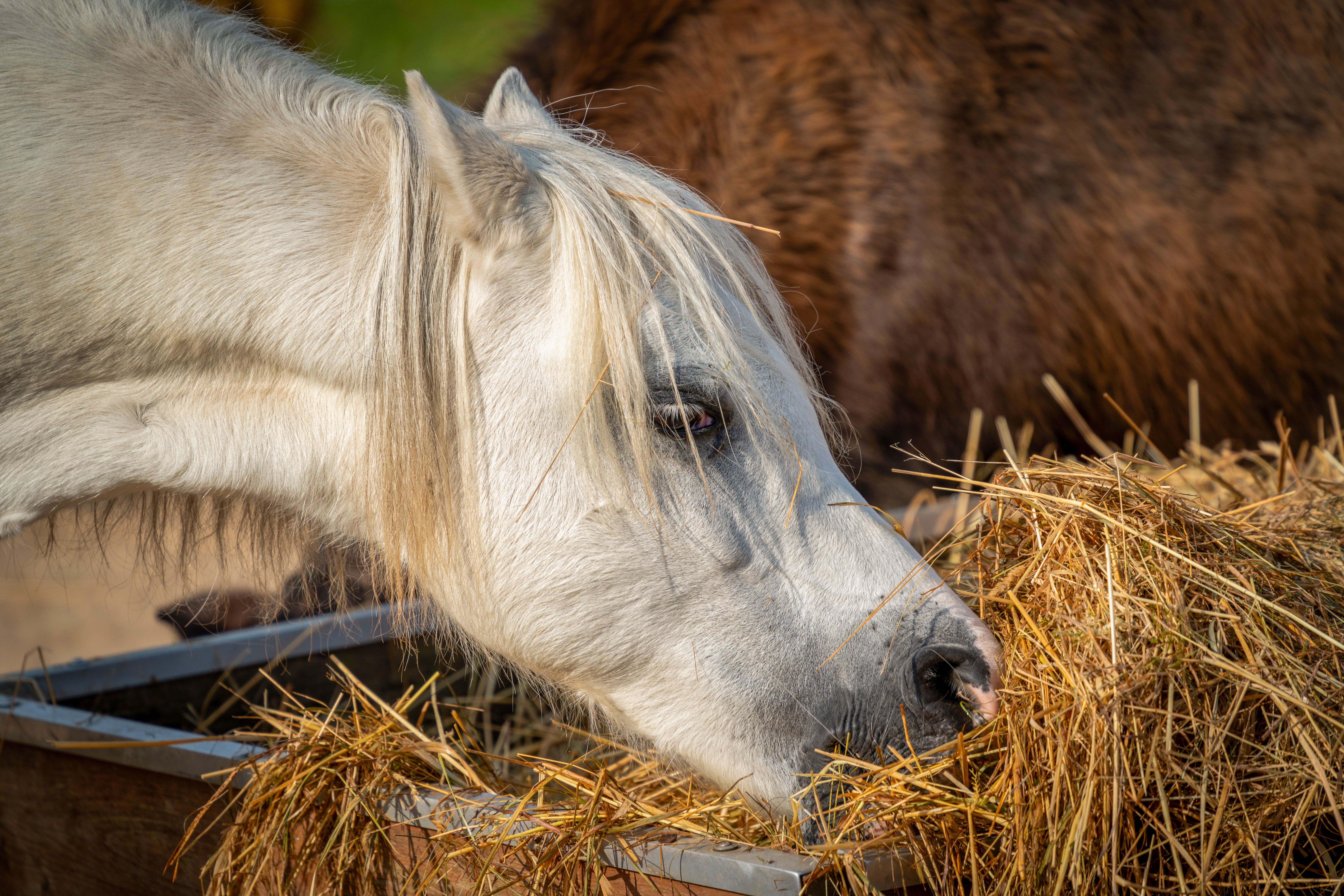 How to Prevent Bloat in Dogs: Feeding & Product Guide