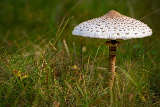 Detailed view of a parasol mushroom standing tall in a grassy field.