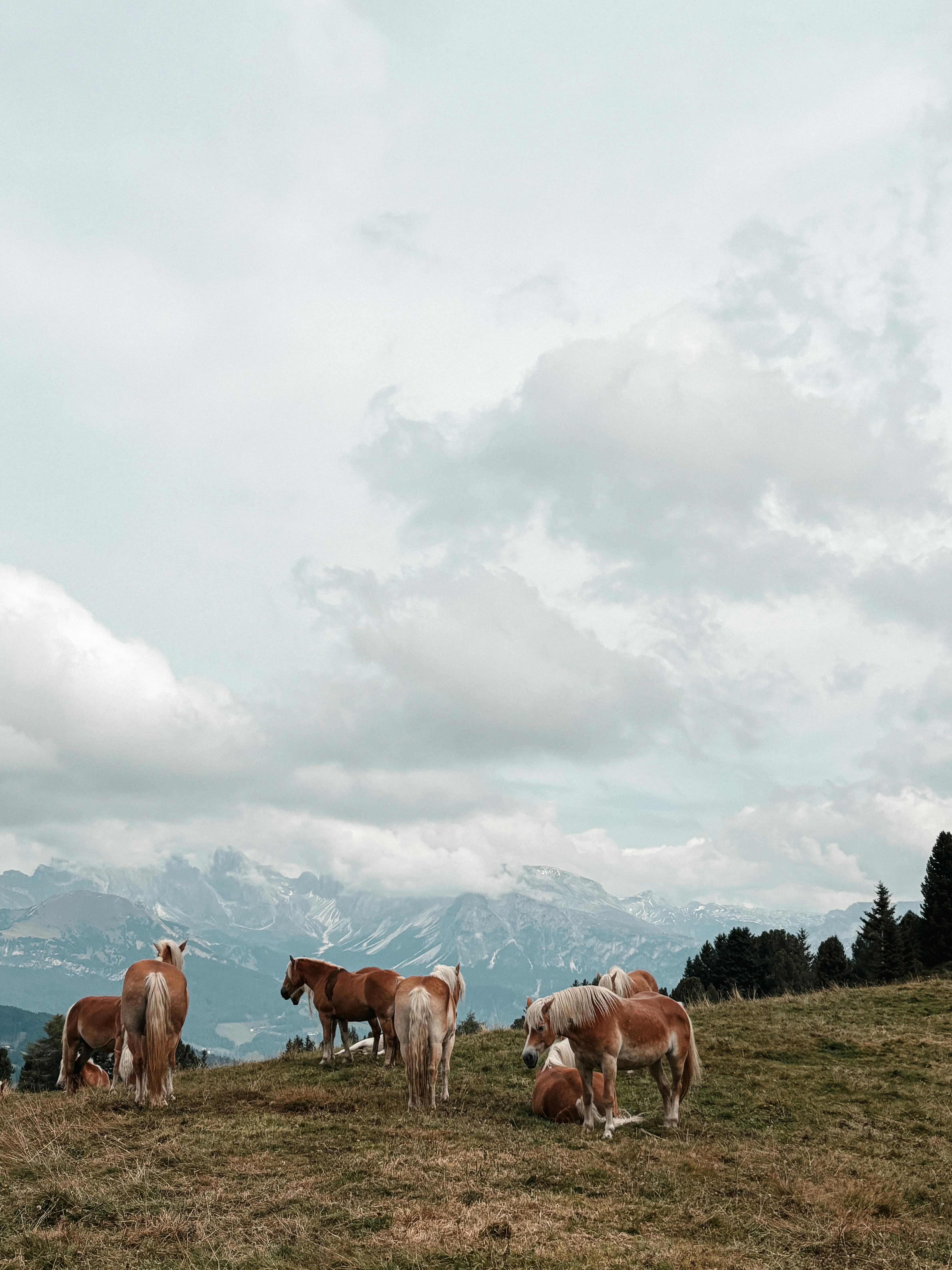 Herd of horses on a green meadow with majestic Alps in Seis, Italy.