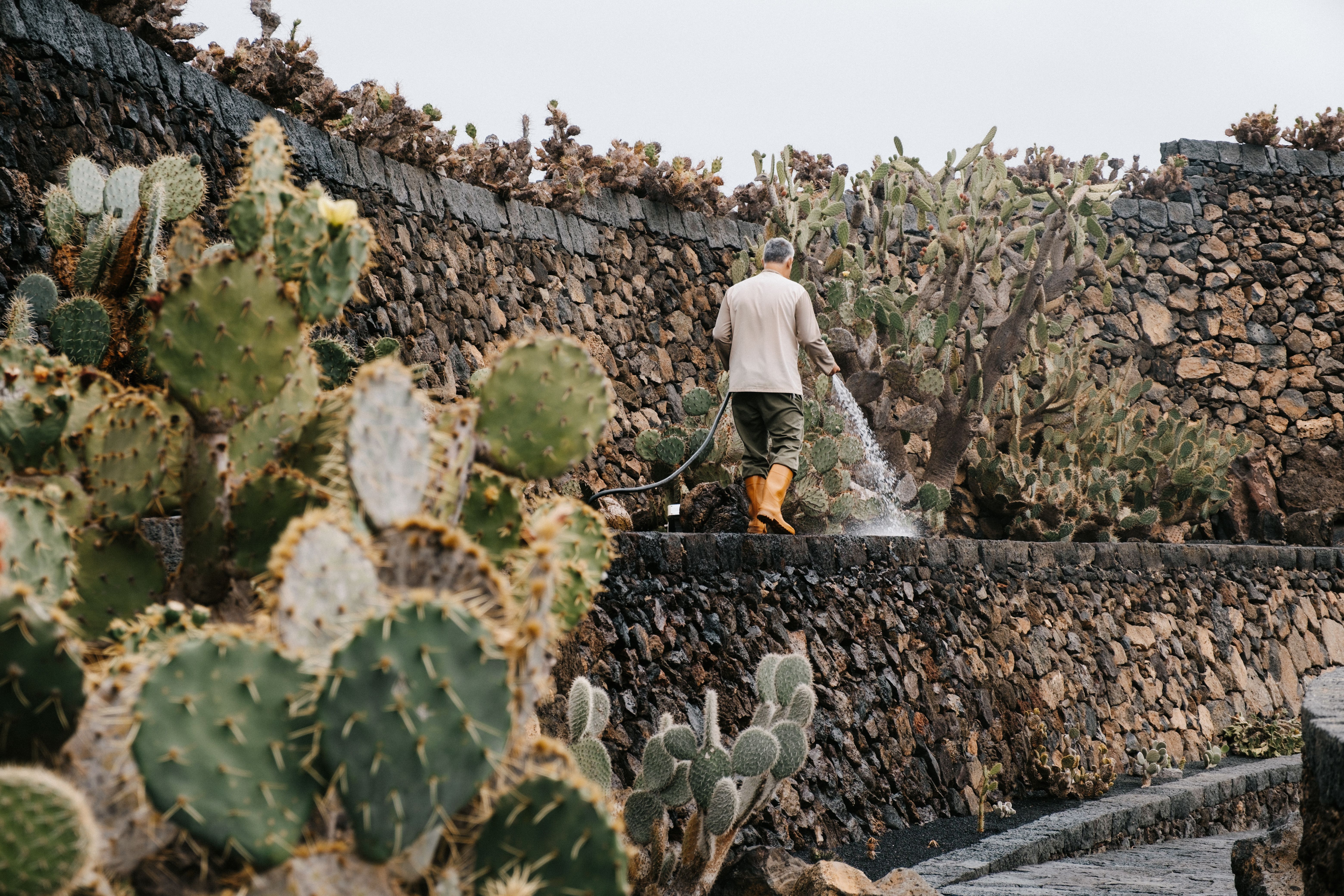 Un Jardinier Arrosant Des Cactus à Lanzarote