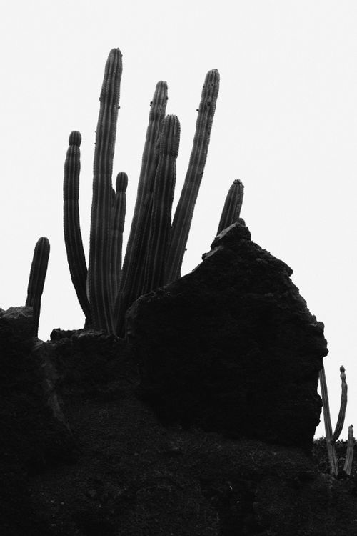 Free Black and white silhouette of cacti against a clear sky in Lanzarote, Spain. Stock Photo