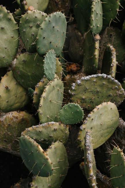 Detailed close-up view of prickly pear cactus pads with sharp spines and textured skin.