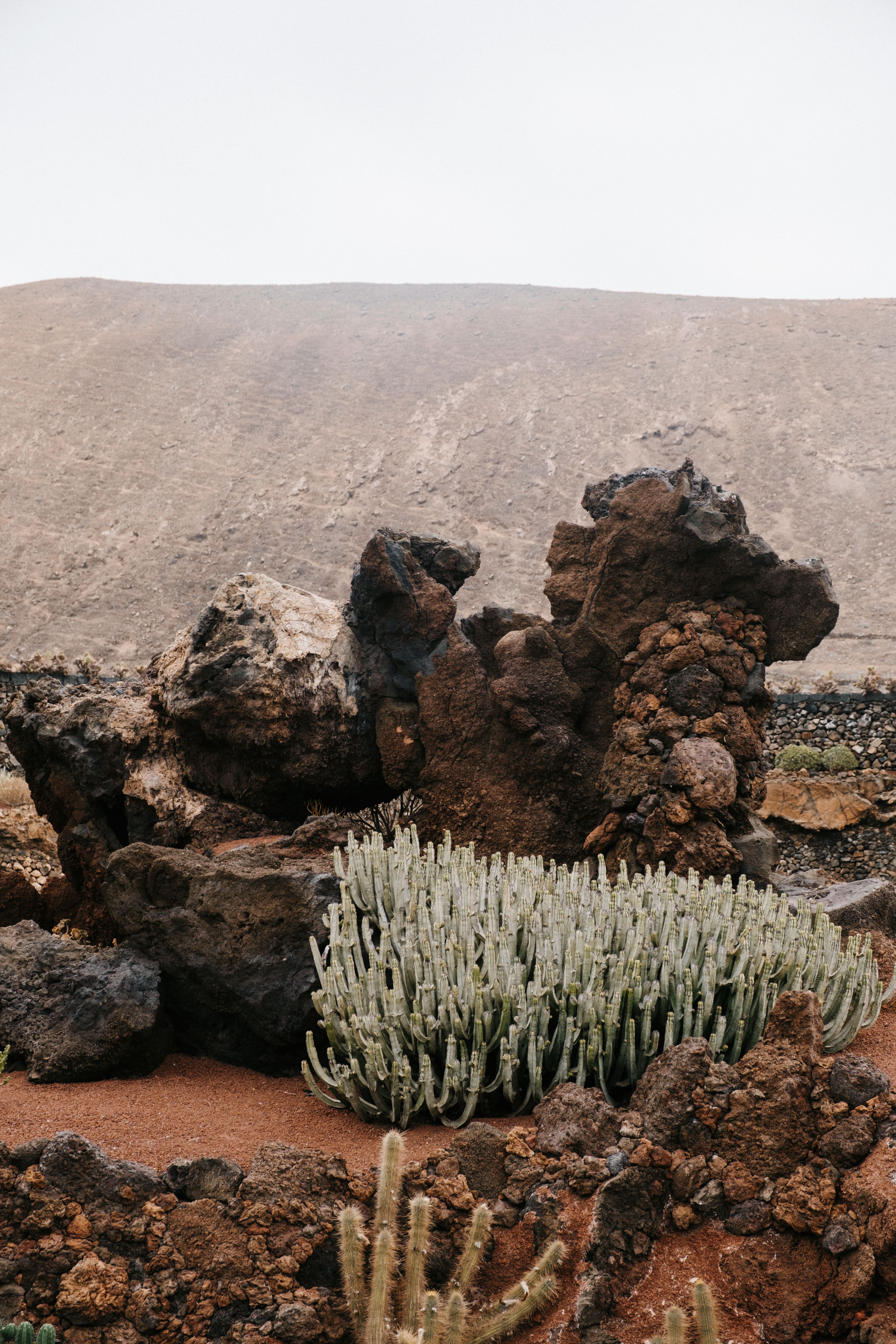 Volcanic Rock and Cactus Oasis in Lanzarote · Free Stock Photo