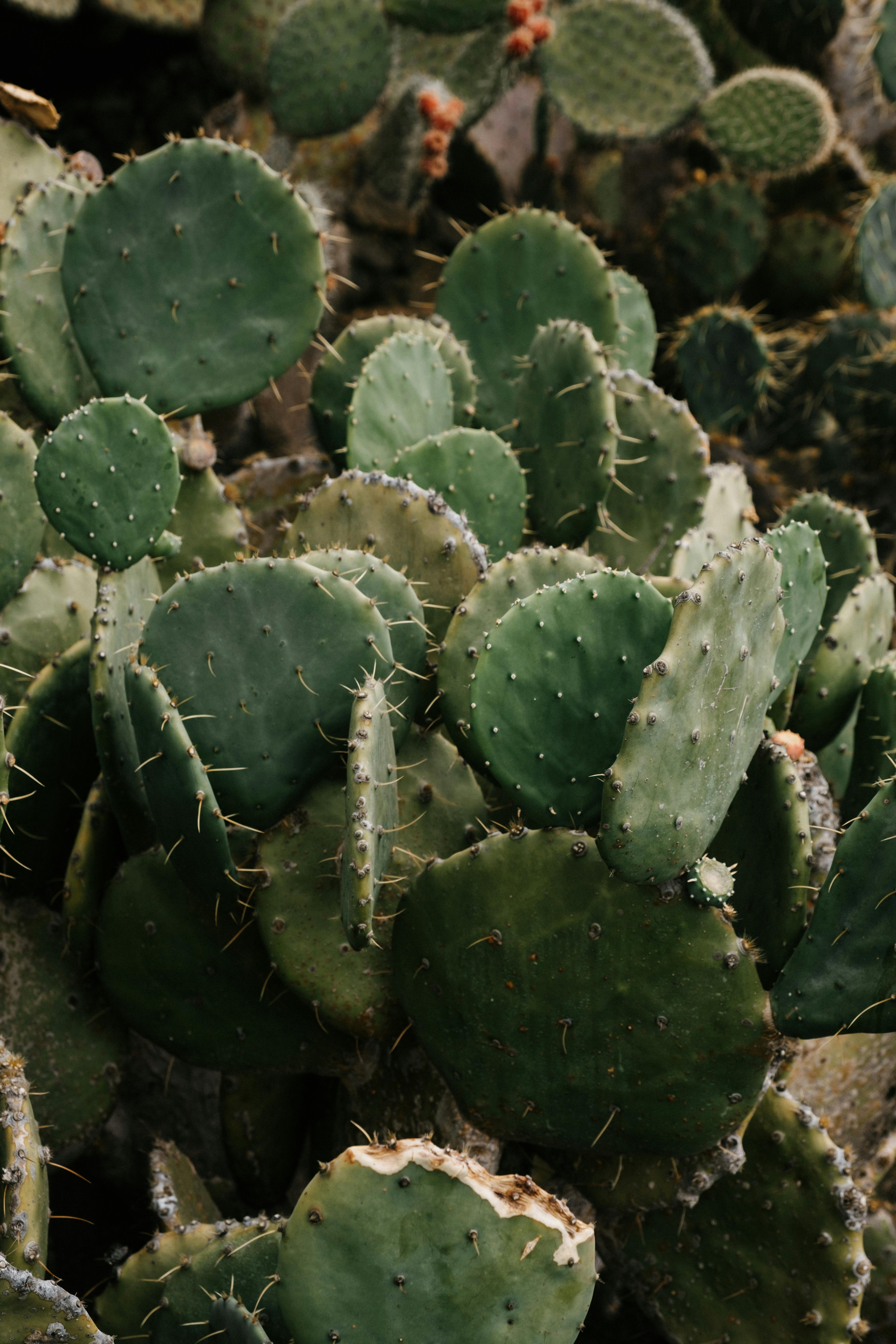 Vibrant green prickly pear cacti growing densely outdoors, showcasing their iconic flat pads.