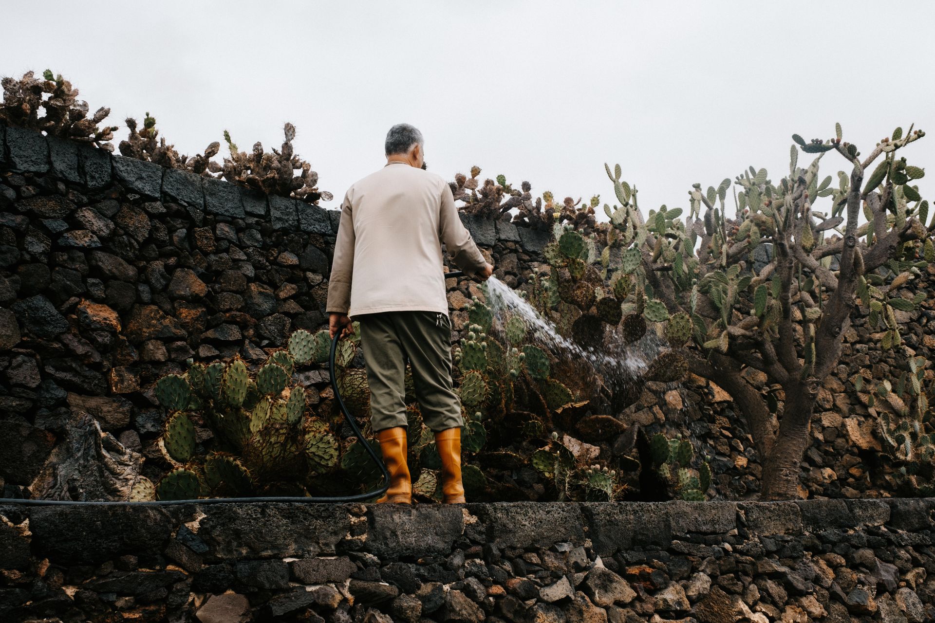 Gardener Watering Cacti in Volcanic Landscape
