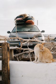 A ginger cat sits by a car loaded with colorful luggage, showcasing a laid-back vibe in an outdoor setting.