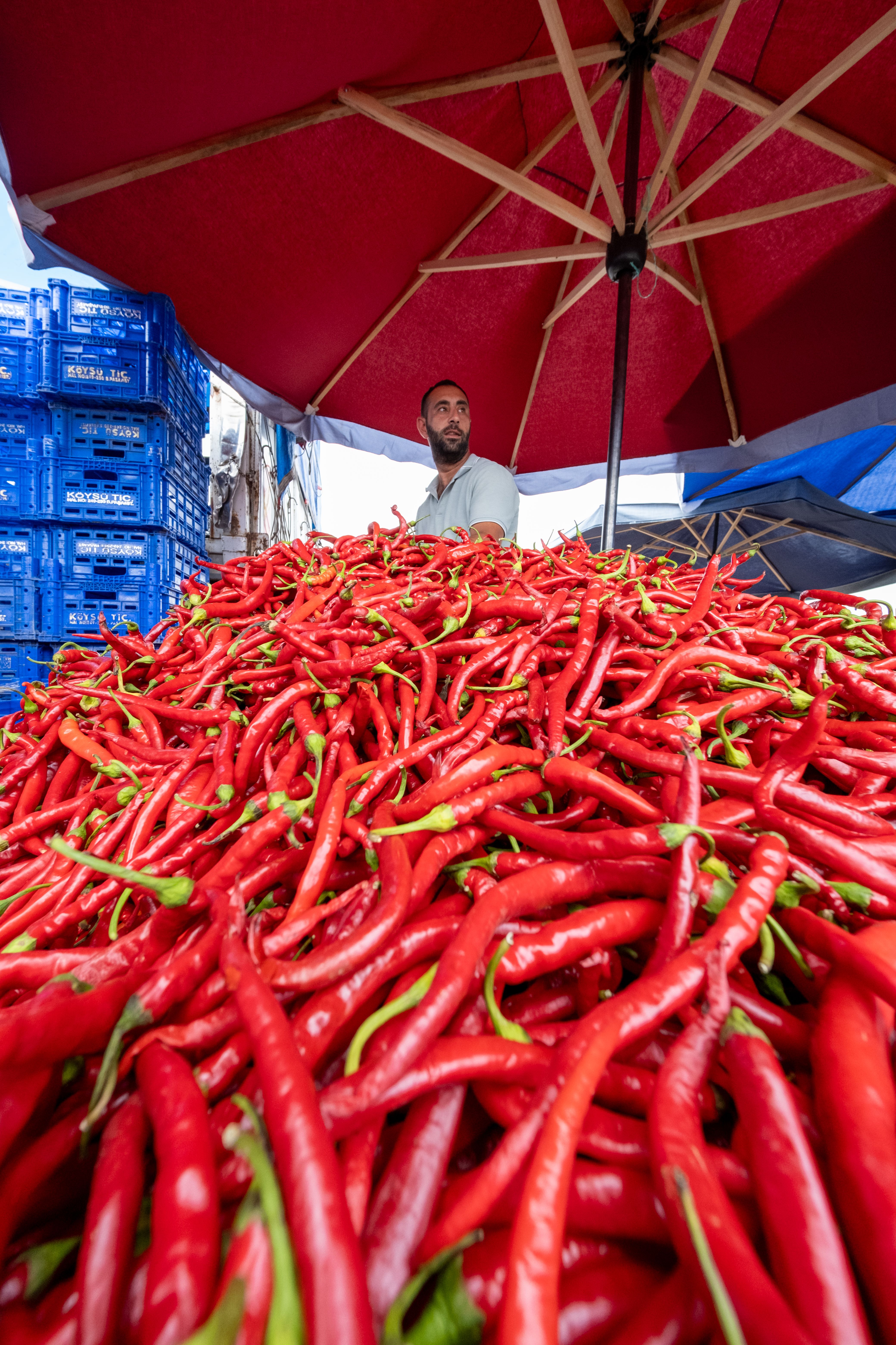 Vibrant Red Chili Peppers at Market Stall · Free Stock Photo